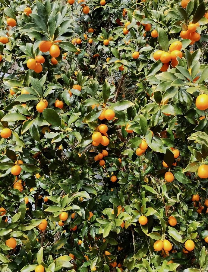 Winter Marmalade